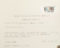 Hylocomiastrum pyrenaicum image