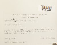 Hylocomiastrum pyrenaicum image