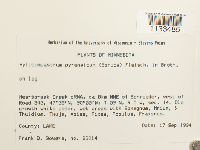 Hylocomiastrum pyrenaicum image