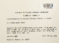 Hylocomiastrum pyrenaicum image