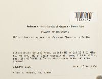 Hylocomiastrum pyrenaicum image