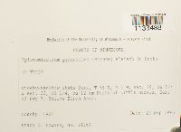 Hylocomiastrum pyrenaicum image