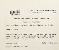 Hylocomiastrum pyrenaicum image