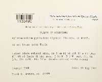 Hylocomiastrum pyrenaicum image