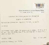 Hylocomiastrum pyrenaicum image