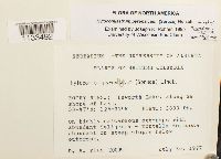 Hylocomiastrum pyrenaicum image