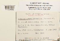 Hylocomiastrum pyrenaicum image