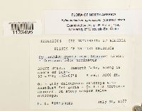 Hylocomiastrum pyrenaicum image