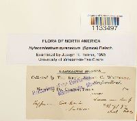 Hylocomiastrum pyrenaicum image