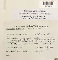 Hylocomiastrum pyrenaicum image