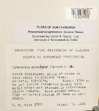 Hylocomiastrum pyrenaicum image