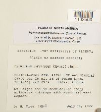 Hylocomiastrum pyrenaicum image