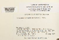 Hylocomiastrum pyrenaicum image