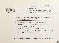 Hylocomiastrum pyrenaicum image