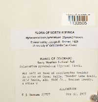 Hylocomiastrum pyrenaicum image