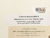 Hylocomiastrum pyrenaicum image