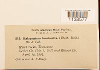 Loeskeobryum brevirostre image