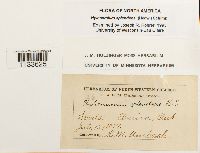 Hylocomium splendens image