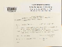 Hylocomium splendens image