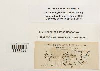 Hylocomium splendens image