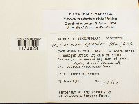 Hylocomium splendens image