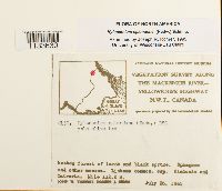 Hylocomium splendens image