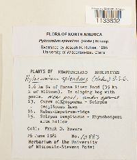 Hylocomium splendens image