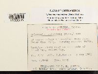 Hylocomium splendens image