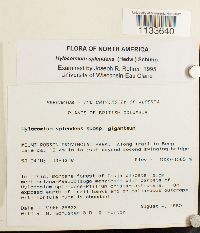 Hylocomium splendens image