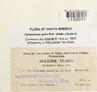 Hylocomium splendens image