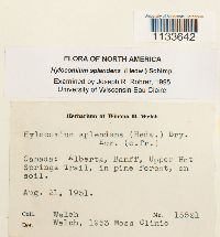 Hylocomium splendens image