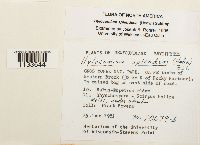 Hylocomium splendens image