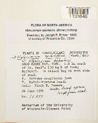 Hylocomium splendens image