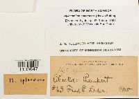 Hylocomium splendens image