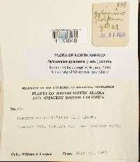 Hylocomium splendens image