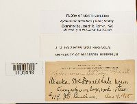 Hylocomium splendens image