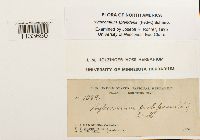 Hylocomium splendens image