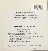 Hylocomium splendens image