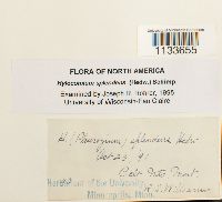 Hylocomium splendens image