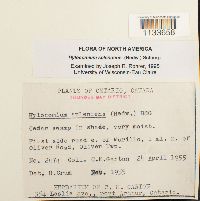 Hylocomium splendens image