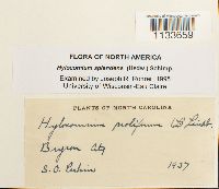 Hylocomium splendens image