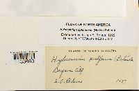 Hylocomium splendens image