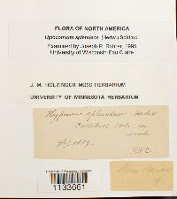 Hylocomium splendens image