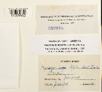 Hylocomium splendens image