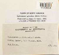 Hylocomium splendens image