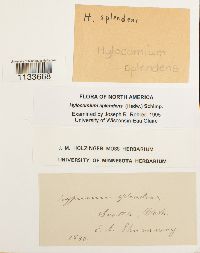 Hylocomium splendens image