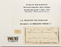 Hylocomium splendens image