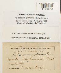 Hylocomium splendens image