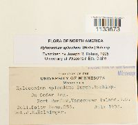 Hylocomium splendens image