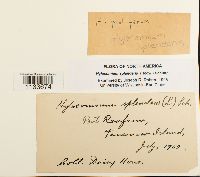 Hylocomium splendens image